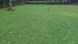 Malaysian Grass