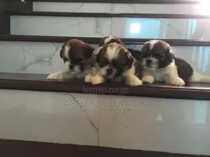 Shih Tzu Puppy