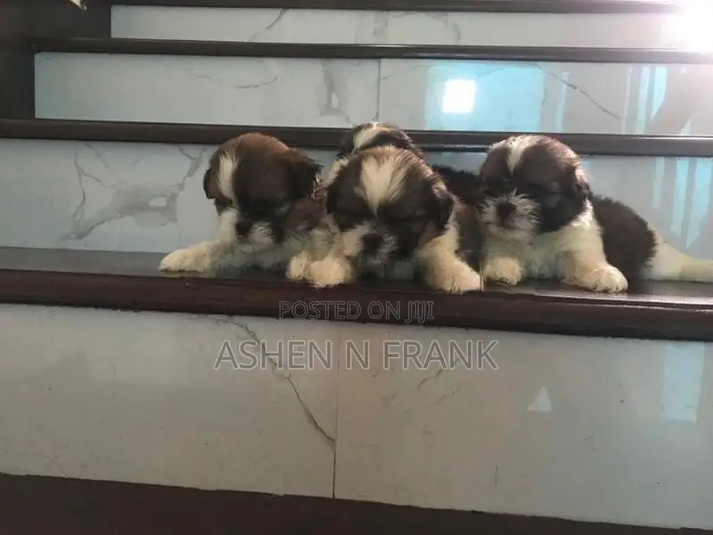 Shih Tzu Puppy