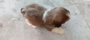 Shih Tzu Puppy
