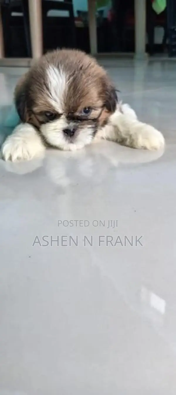 Shih Tzu Puppy