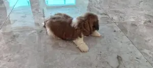 Shih Tzu Puppy