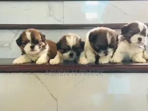Shih Tzu Puppy