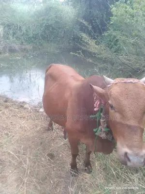 ගවයන්