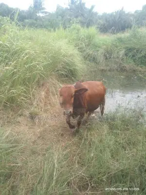 ගවයන්