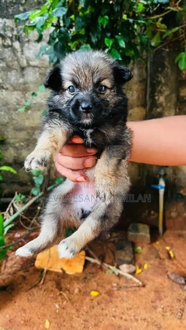 lion Pomeranian