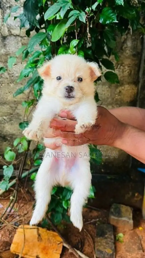 lion Pomeranian