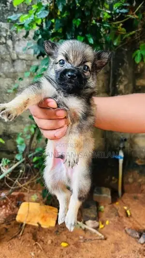 lion Pomeranian