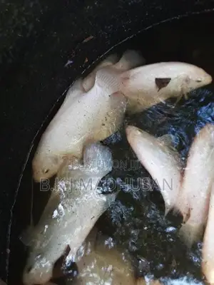 Giant gurami for sale