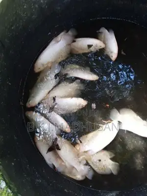 Giant gurami for sale