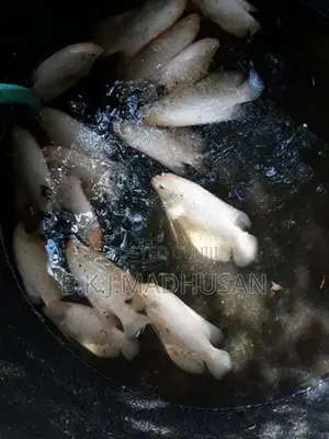 Giant gurami for sale