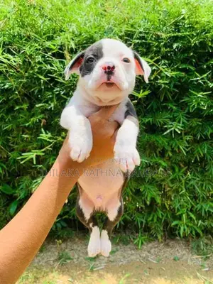 American Bully Puppies