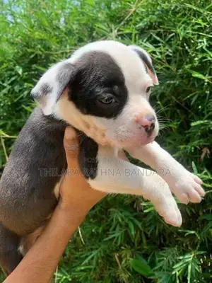 American Bully Puppies