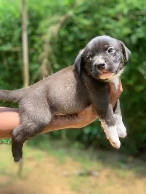American Bully Puppies