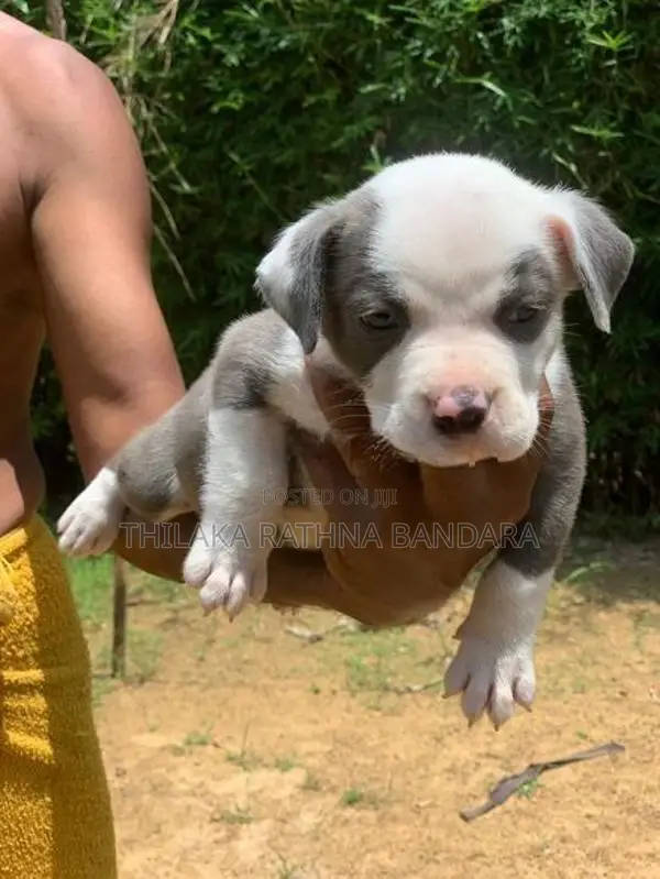 American Bully Puppies
