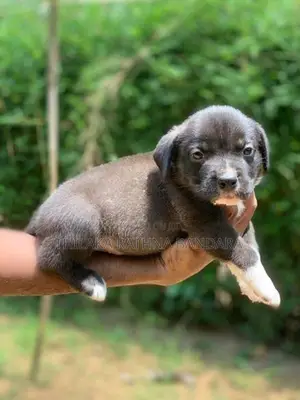 American Bully Puppies