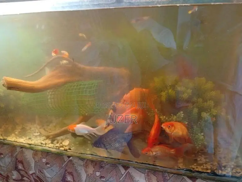 Fish Tank