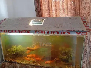 Fish Tank