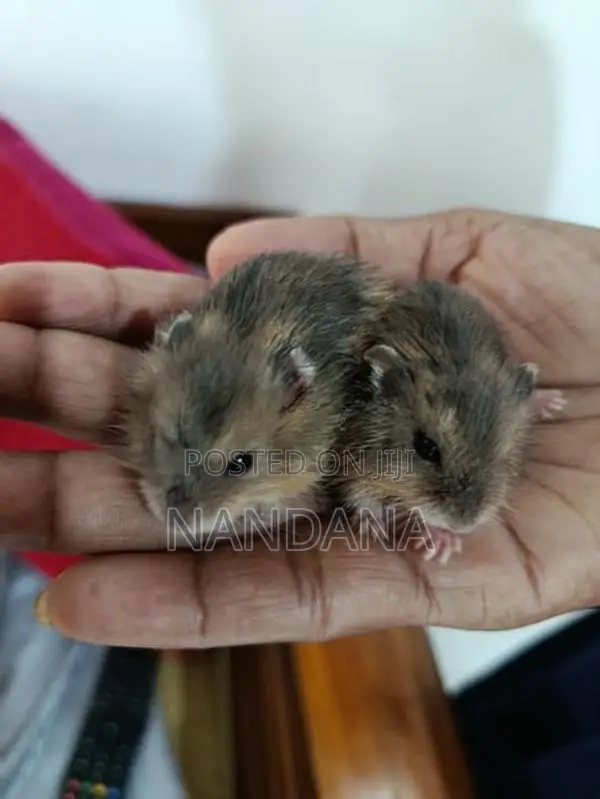 Hamster හැමිස්ටර්