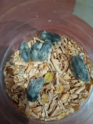 Hamster හැමිස්ටර්