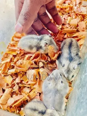 Hamster හැමිස්ටර්
