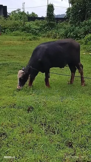 මී ගවයින්