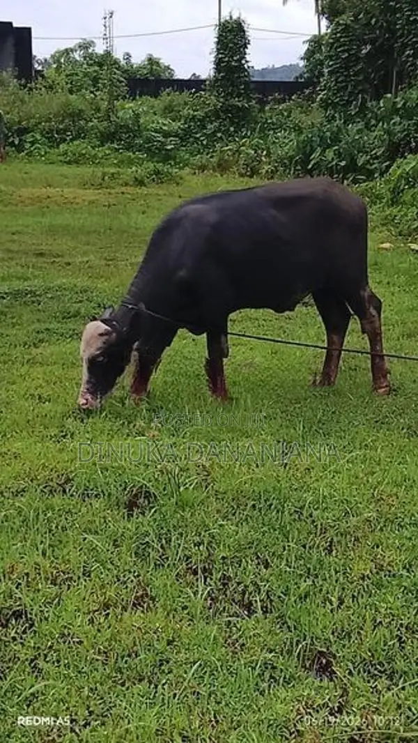මී ගවයින්