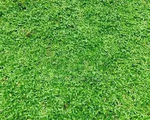 Malaysian Grass Planting