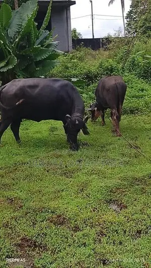 මී ගවයින්