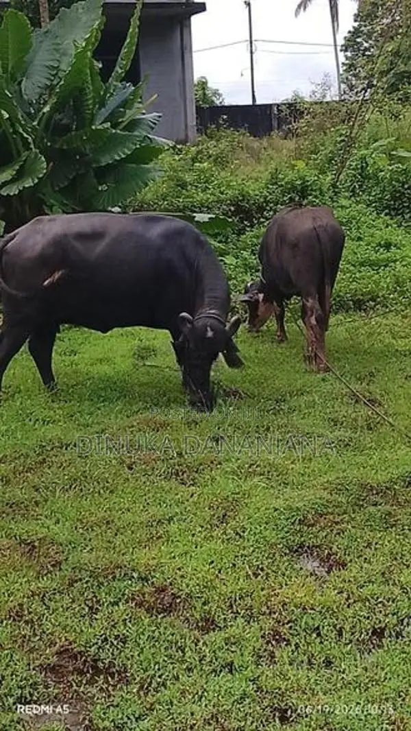 මී ගවයින්