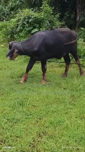 මී ගවයින්