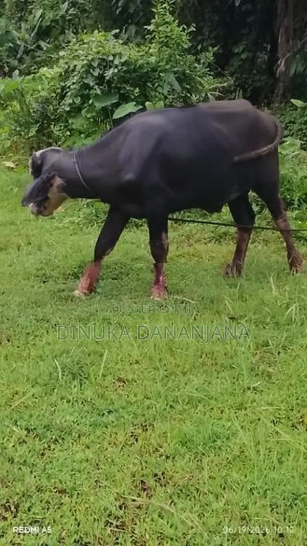 මී ගවයින්