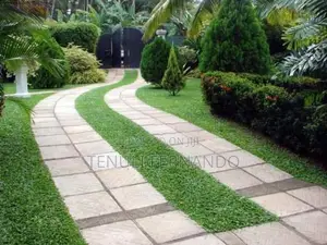 Malaysian Grass Planting