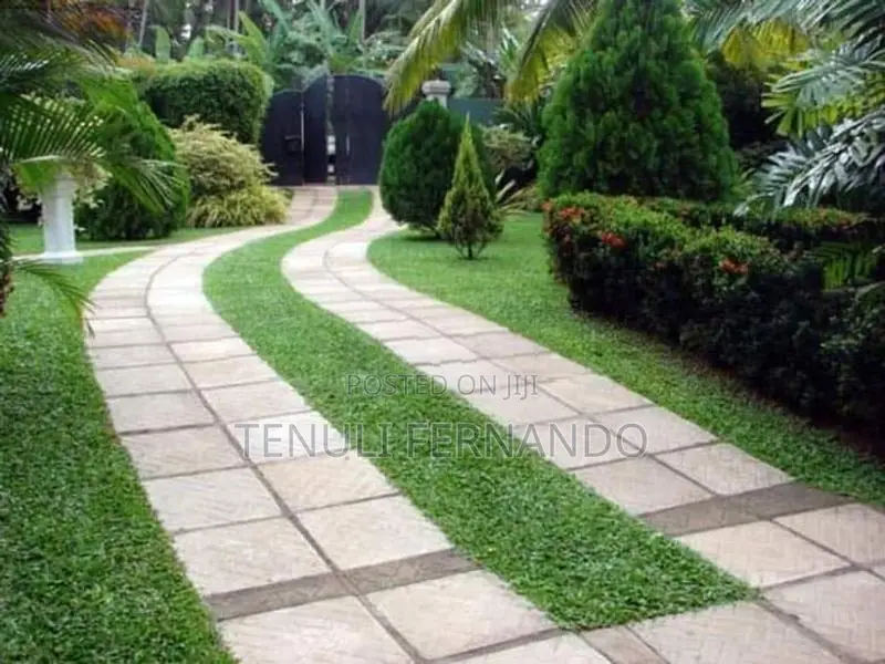 Malaysian Grass Planting