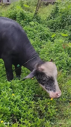 මී ගවයින්