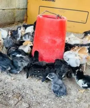 ගම් කුකුල් පැටවු
