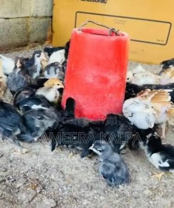 ගම් කුකුල් පැටවු