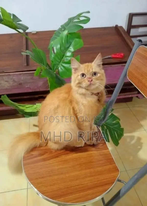 Ginger Persian Cat