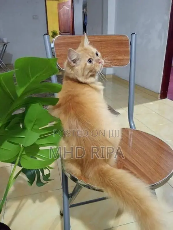 Ginger Persian Cat