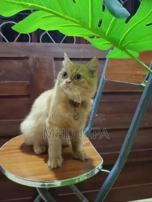 Ginger Persian Cat