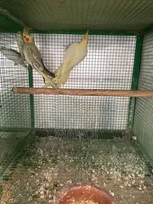 Cockatiel Birds