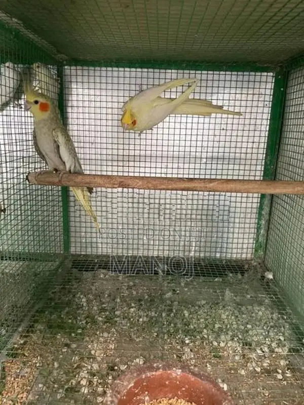 Cockatiel Birds