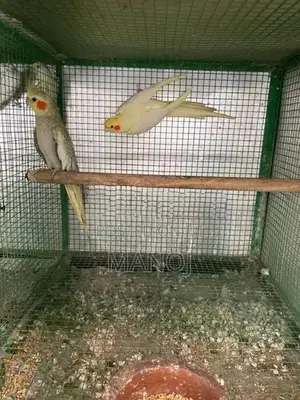 Cockatiel Birds
