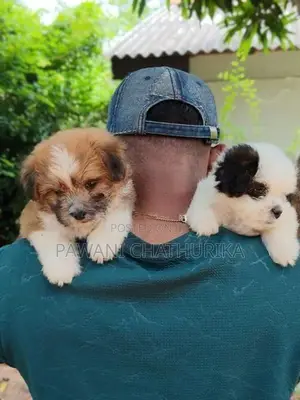 Shitzu Dog