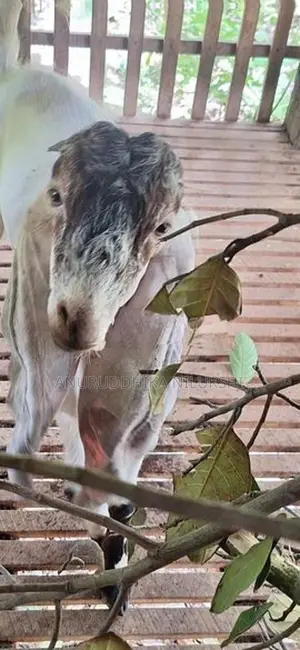Jamunapari Male Goat