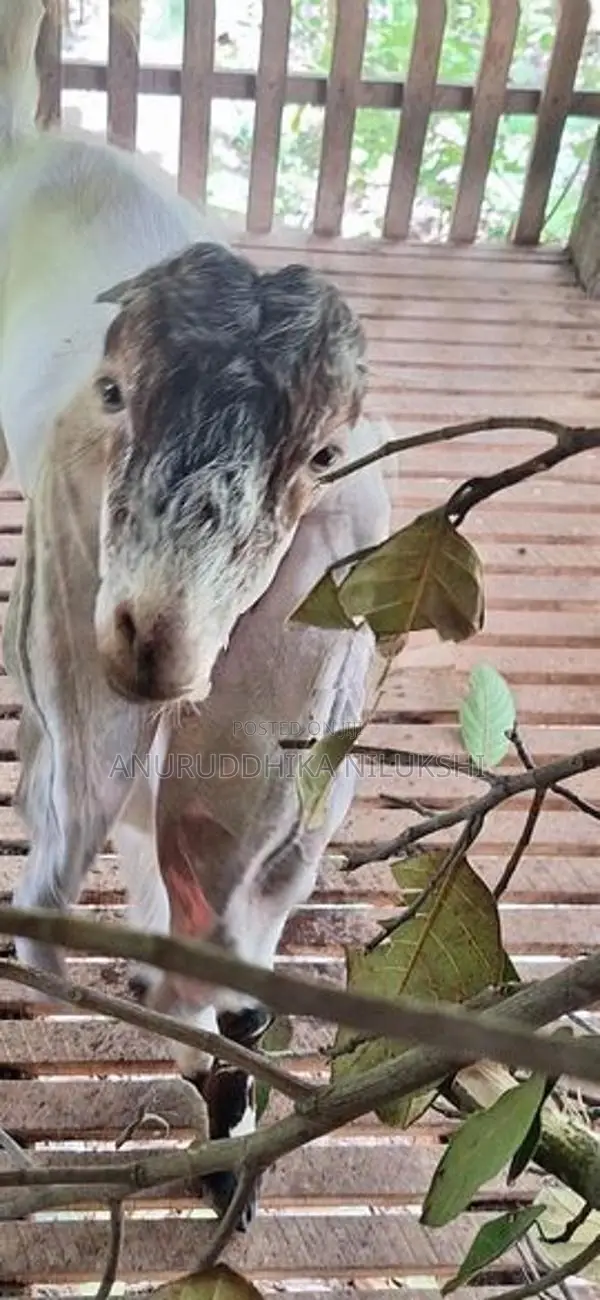 Jamunapari Male Goat