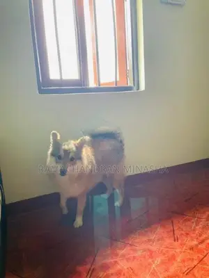 Japanese spitz dog for sale