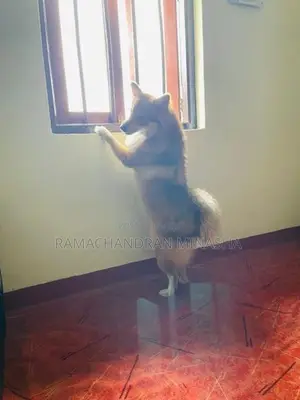 Japanese spitz dog for sale