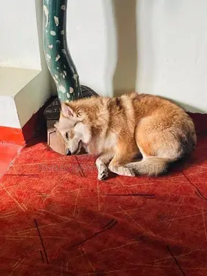 Japanese spitz dog for sale