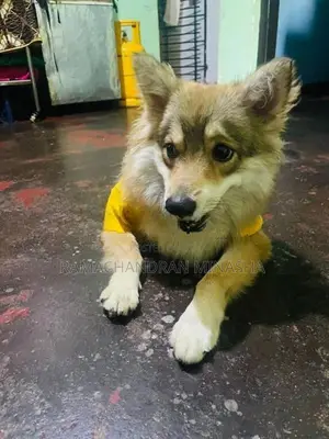 Japanese spitz dog for sale